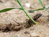 Die Kreiselwespe (Bembix rostrata) betreibt Brutpflege, der Nestbau ist beeindruckend (siehe auch Film: https://youtu.be/2b8DvVWPHyc)