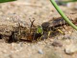 Die Kreiselwespe (Bembix rostrata) betreibt Brutpflege, der Nestbau ist beeindruckend (siehe auch Film: https://youtu.be/2b8DvVWPHyc)