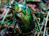 Cetonia aurata: Die metallisch glänzenden Farben des  Goldglänzenden Rosenkäfers entstehet durch Strukturen  an der Oberfläche ihres Exoskeletts,  an denen das Licht reflektiert wird (Irisiert).