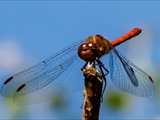 Die Blutrote Heidelibelle (Sympetrum sanguineum) beim Starten und Landen beobachtet.