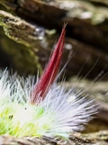 Wegen dem roten Haarbüschel am Hinterleib wird der aus der Raupe  schlüpfende Nachtfalter Rotschwanz (Calliteara pudibunda) genannt