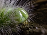 Wegen dem roten Haarbüschel am Hinterleib wird der aus der Raupe  schlüpfende Nachtfalter Rotschwanz (Calliteara pudibunda) genannt