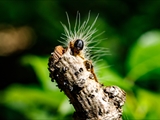 Gefährlich aber wunderschön: Eichen-Prozessionsspinner-Raupe (Thaumetopoea processionea). Brennhaare der Raupe können beim Menschen eine Raupendermatitis auslösen.