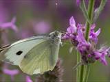 Schmetterlinge durchlaufen während ihres Lebens eine faszinierende Metamorphose: Aus Eiern, zur Raupe, zur Puppe, zum Falter.