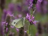 Schmetterlinge durchlaufen während ihres Lebens eine faszinierende Metamorphose: Aus Eiern, zur Raupe, zur Puppe, zum Falter.