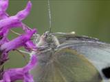 Schmetterlinge durchlaufen während ihres Lebens eine faszinierende Metamorphose: Aus Eiern, zur Raupe, zur Puppe, zum Falter.