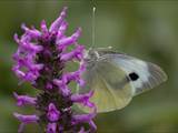 Schmetterlinge durchlaufen während ihres Lebens eine faszinierende Metamorphose: Aus Eiern, zur Raupe, zur Puppe, zum Falter.