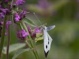 Schmetterlinge durchlaufen während ihres Lebens eine faszinierende Metamorphose: Aus Eiern, zur Raupe, zur Puppe, zum Falter.