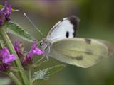 Schmetterlinge durchlaufen während ihres Lebens eine faszinierende Metamorphose: Aus Eiern, zur Raupe, zur Puppe, zum Falter.
