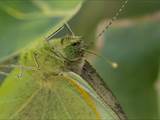 Schmetterlinge durchlaufen während ihres Lebens eine faszinierende Metamorphose: Aus Eiern, zur Raupe, zur Puppe, zum Falter.