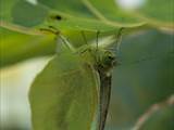 Schmetterlinge durchlaufen während ihres Lebens eine faszinierende Metamorphose: Aus Eiern, zur Raupe, zur Puppe, zum Falter.