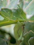 Schmetterlinge durchlaufen während ihres Lebens eine faszinierende Metamorphose: Aus Eiern, zur Raupe, zur Puppe, zum Falter.