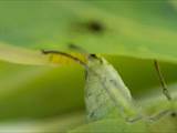 Schmetterlinge durchlaufen während ihres Lebens eine faszinierende Metamorphose: Aus Eiern, zur Raupe, zur Puppe, zum Falter.