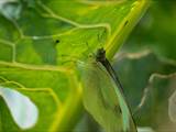 Schmetterlinge durchlaufen während ihres Lebens eine faszinierende Metamorphose: Aus Eiern, zur Raupe, zur Puppe, zum Falter.