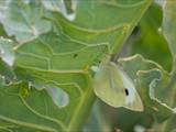 Schmetterlinge durchlaufen während ihres Lebens eine faszinierende Metamorphose: Aus Eiern, zur Raupe, zur Puppe, zum Falter.