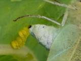 Schmetterlinge durchlaufen während ihres Lebens eine faszinierende Metamorphose: Aus Eiern, zur Raupe, zur Puppe, zum Falter.