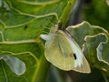 Schmetterlinge durchlaufen während ihres Lebens eine faszinierende Metamorphose: Aus Eiern, zur Raupe, zur Puppe, zum Falter.