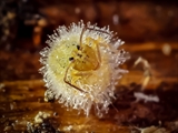 Kugelspringer (Sminthuridae, Collembola) von dem erst kürzlich entdeckten Pilz Pandora batellata parasitiert. Kugelspringer sind sehr klein, sie werden nur 0,5 bis 2 mm groß.