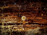 Kugelspringer (Sminthuridae, Collembola) von dem erst kürzlich entdeckten Pilz Pandora batellata parasitiert. Kugelspringer sind sehr klein, sie werden nur 0,5 bis 2 mm groß.