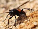 Wegwespen sind unscheinbar braun, schwarz gefärbt, haben aber ein spannendes Brutverhalten: Die Weibchen fangen Spinnen, lähmen sie und legen ein Ei an das Opfer.