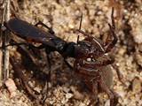 Wegwespen sind unscheinbar braun, schwarz gefärbt, haben aber ein spannendes Brutverhalten: Die Weibchen fangen Spinnen, lähmen sie und legen ein Ei an das Opfer.