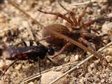 Wegwespen sind unscheinbar braun, schwarz gefärbt, haben aber ein spannendes Brutverhalten: Die Weibchen fangen Spinnen, lähmen sie und legen ein Ei an das Opfer.