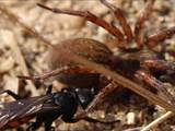 Wegwespen sind unscheinbar braun, schwarz gefärbt, haben aber ein spannendes Brutverhalten: Die Weibchen fangen Spinnen, lähmen sie und legen ein Ei an das Opfer.