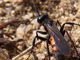 Wegwespen sind unscheinbar braun, schwarz gefärbt, haben aber ein spannendes Brutverhalten: Die Weibchen fangen Spinnen, lähmen sie und legen ein Ei an das Opfer.