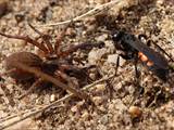 Wegwespen sind unscheinbar braun, schwarz gefärbt, haben aber ein spannendes Brutverhalten: Die Weibchen fangen Spinnen, lähmen sie und legen ein Ei an das Opfer.