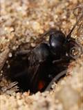 Wegwespen sind unscheinbar braun, schwarz gefärbt, haben aber ein spannendes Brutverhalten: Die Weibchen fangen Spinnen, lähmen sie und legen ein Ei an das Opfer.