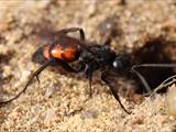 Wegwespen sind unscheinbar braun, schwarz gefärbt, haben aber ein spannendes Brutverhalten: Die Weibchen fangen Spinnen, lähmen sie und legen ein Ei an das Opfer.