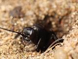 Wegwespen sind unscheinbar braun, schwarz gefärbt, haben aber ein spannendes Brutverhalten: Die Weibchen fangen Spinnen, lähmen sie und legen ein Ei an das Opfer.