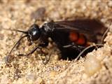 Wegwespen sind unscheinbar braun, schwarz gefärbt, haben aber ein spannendes Brutverhalten: Die Weibchen fangen Spinnen, lähmen sie und legen ein Ei an das Opfer.