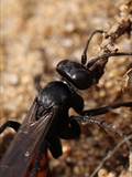 Wegwespen sind unscheinbar braun, schwarz gefärbt, haben aber ein spannendes Brutverhalten: Die Weibchen fangen Spinnen, lähmen sie und legen ein Ei an das Opfer.