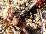 Wegwespen sind unscheinbar braun, schwarz gefärbt, haben aber ein spannendes Brutverhalten: Die Weibchen fangen Spinnen, lähmen sie und legen ein Ei an das Opfer.