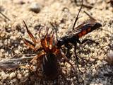 Wegwespen sind unscheinbar braun, schwarz gefärbt, haben aber ein spannendes Brutverhalten: Die Weibchen fangen Spinnen, lähmen sie und legen ein Ei an das Opfer.