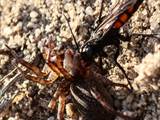 Wegwespen sind unscheinbar braun, schwarz gefärbt, haben aber ein spannendes Brutverhalten: Die Weibchen fangen Spinnen, lähmen sie und legen ein Ei an das Opfer.