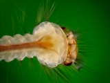 Stechmücken-Larve (Culicidae)  Kopf mit zahlreichen Filterkämmen + rotierbaren Filterbürsten