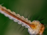 Stechmücken-Larve (Culicidae)  Körper + Brust