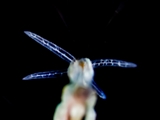 Stechmücken-Larve (Culicidae)  Abdomen mit vier Analpapillen