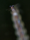 Stechmücken-Larve (Culicidae)  Atemrohr mit geöffneter Klappenstellung  (Atemstellung)