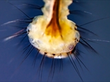 Stechmücken-Larve (Culicidae)  Kopf