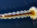 Stechmücken-Larve (Culicidae)  Körper