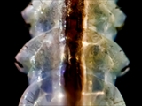 Stechmücken-Larve (Culicidae)  Körper Ausschnitt
