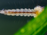 Stechmücken-Larve (Culicidae)  Körper