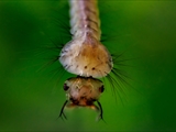 Stechmücken-Larve (Culicidae)  Kopf + Brust