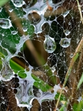 Netz der Labyrinthspinne (Agelena labyrinthica) im Regen