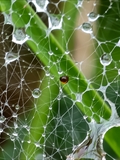 Netz der Labyrinthspinne (Agelena labyrinthica) im Regen