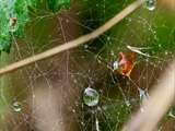 Netz der Labyrinthspinne (Agelena labyrinthica) im Regen