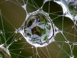 Netz der Labyrinthspinne (Agelena labyrinthica) im Regen